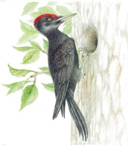 Fekete harkály (Dryocopus martius)