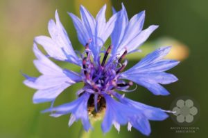 Cornflower (Photo: Sihelnik József)