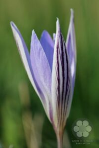 Crocus reticulatus (Photo: Sihelnik József)