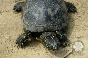 European pond turtle (Photo: Sihelnik József)