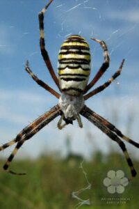 Wasp spider (Photo: Sihelnik József) Wasp spider (Photo: Sihelnik József)