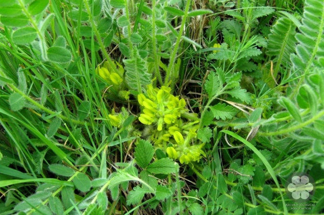 Szártalan csüdfű - Astragalus exscapus (Photo: Sihelnik József)