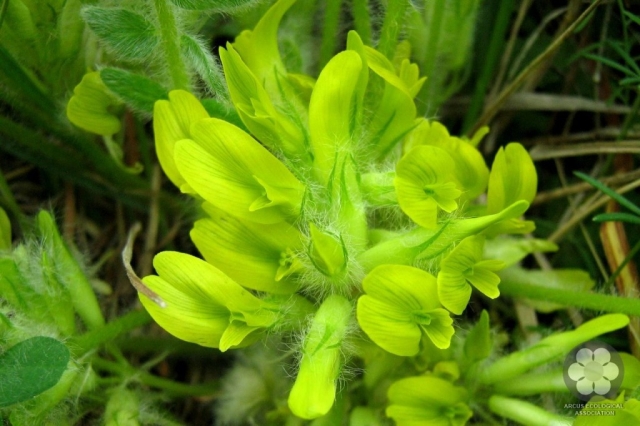 Szártalan csüdfű - Astragalus exscapus (Photo: Sihelnik József)