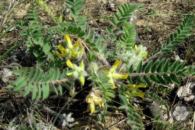 Gyapjas csüdfű - Astragalus dasyanthus (Photo: Sihelnik József)