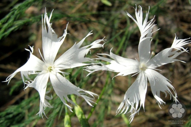 Kései szegfű - Dianthus serotinus (Photo: Sihelnik József)