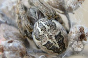 Nádi keresztespók (Photo: Vukajlović Pecze Natália)