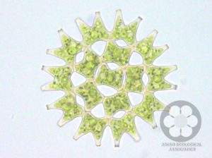 Pediastrum sp. (Photo: Nagyapáti Sarolta)