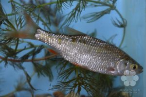Vörösszárnyú keszeg (Photo: Szekula Veronika)