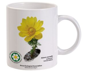 Tavaszi hérics (Adonis vernalis) - elérhető