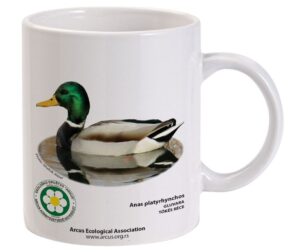 Tőkés réce (Anas platyrhynchos) - elérhető