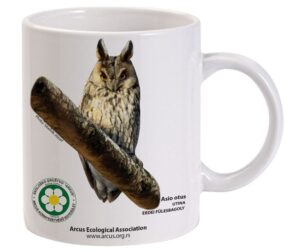 Erdei fülesbagoly (Asio otus) - elérhető