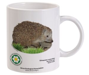 Keleti sün (Erinaceus concolor) - elérhető