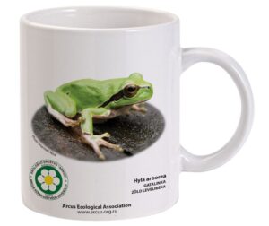 Zöld levelibéka (Hyla arborea) - elérhető