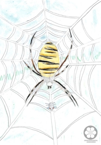 I-II. osztály - Mrvelj Kevin, 2. helyezés