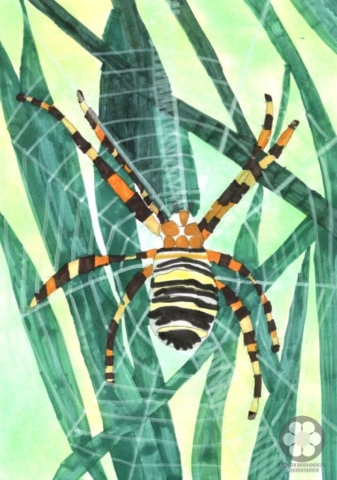 III-IV. osztály - Kiss Kornélia, 1. helyezés