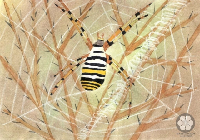 III-IV. osztály - Mester Norina, 3. helyezés