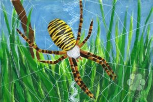 Darázspók (Illustration: Bakota Medárd) Darázspók (Illustration: Bakota Medárd)