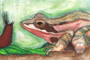 Šumska žaba (Illustration: Boja Boglárka)
