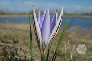 Prugasti šafran (Photo: Sihelnik József) Prugasti šafran (Photo: Sihelnik József)